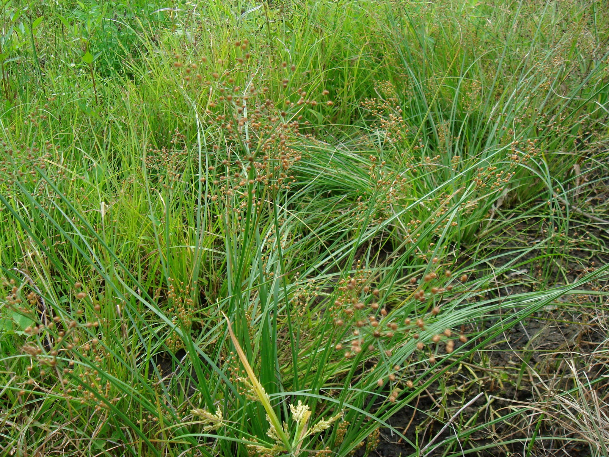 Fimbristylis Littoralis Gaudich